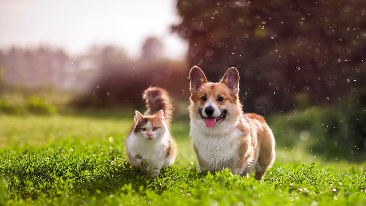 A cat and a corgi walking through spring grass