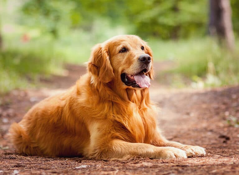 Golden Retriver — photo 1 of 4