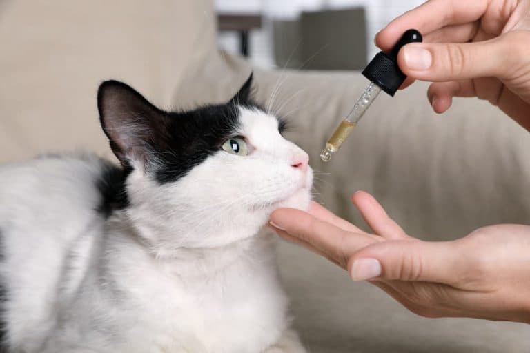 Cat being given medicine with a dropper