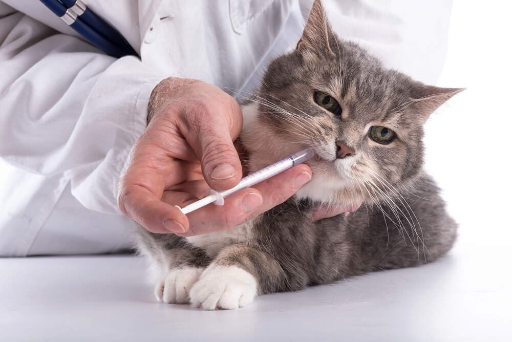Vet taking an oral swab from a grey cat