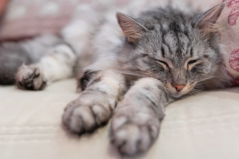 A gray tabby cat resting on a sofa