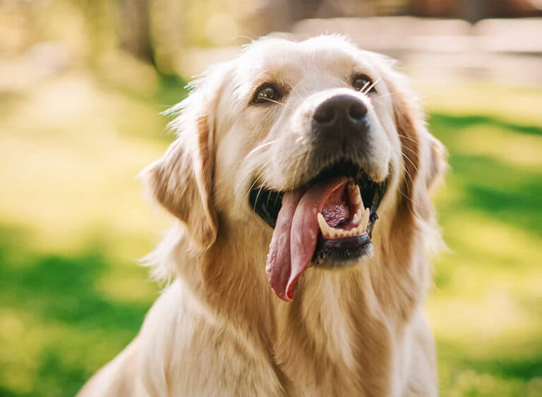 A golden retriever with its mouth open in the sun