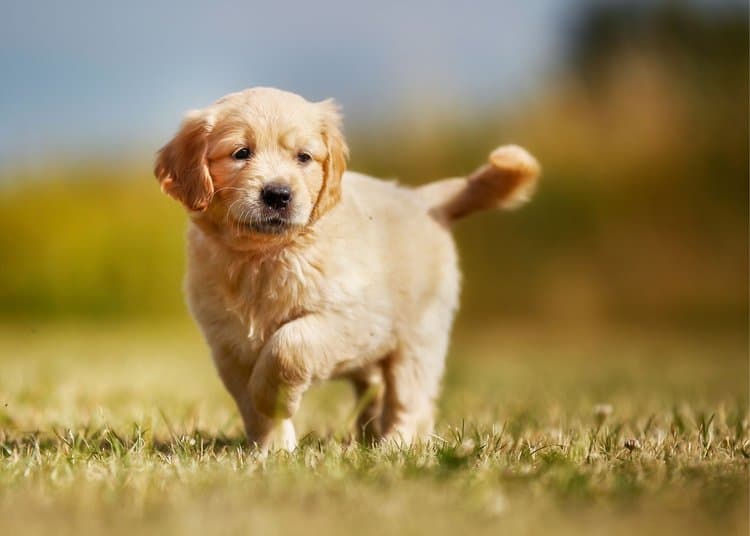 A golden retriever puppy trotting across a lawn
