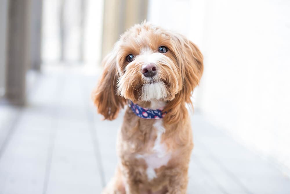 A small curly-haired dog looking at the camera