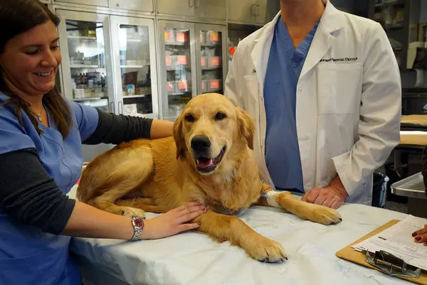 9 Things you MUST KNOW Before Getting a Golden Retriever!