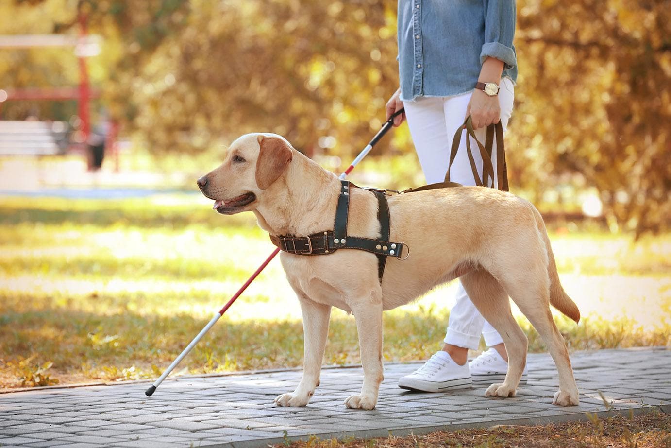Golden Retriever Dog Breed Facts & Information