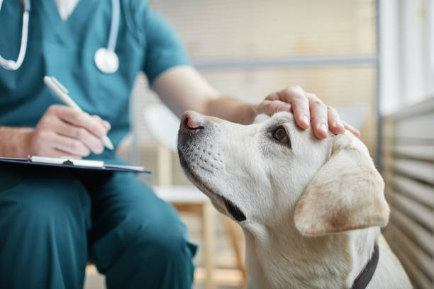 How to Keep Your Dog Healthy and Safe at Your City's Dog Park