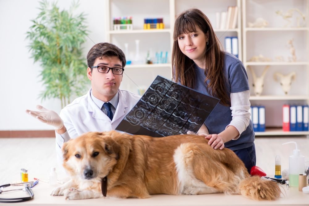 Grooming a Golden Retriever at Home: Brushes, Baths and Nails