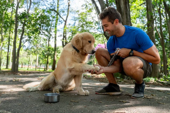 Feeding Your Golden Retriever Puppy: Portions by Age