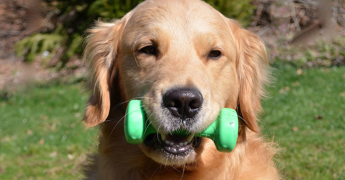 Golden Retriever vs Labrador: Which Breed Suits You?