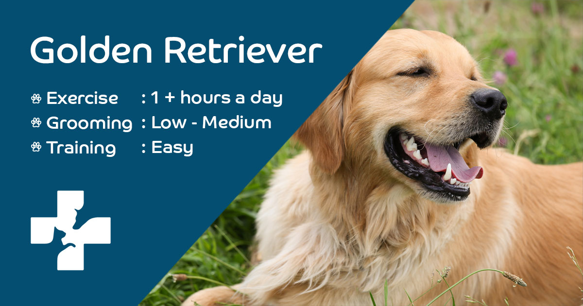 Ear Infections in Drop-Eared Dogs: Cleaning Step by Step