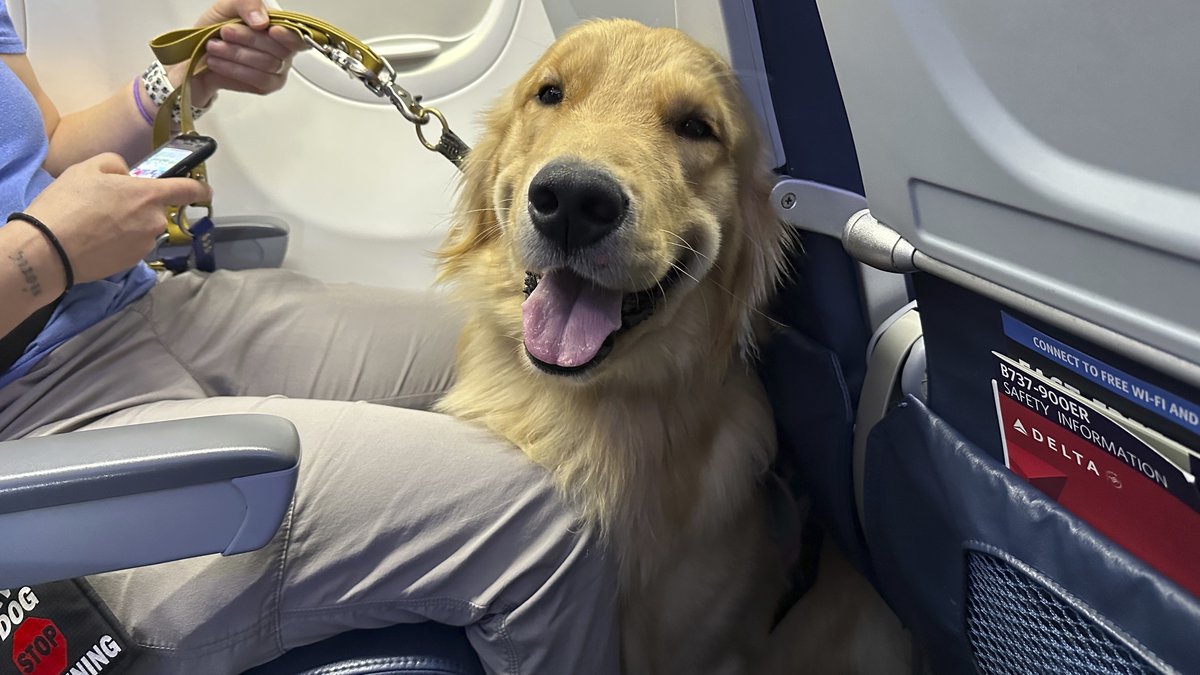 A Day With a Golden Retriever Therapy Dog