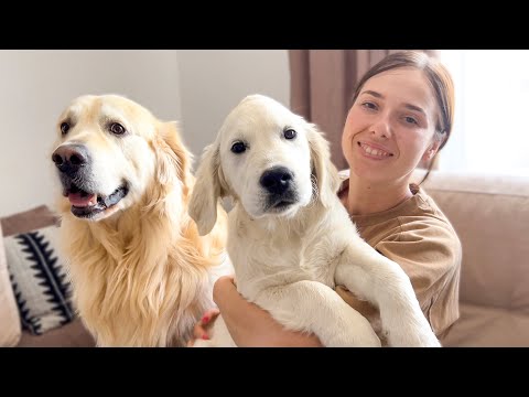 Keeping a Senior Golden Active and Comfortable
