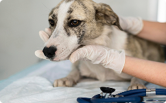 Dog owners live longer and are more protected from danger