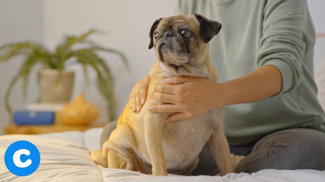 How to Massage a Puppy