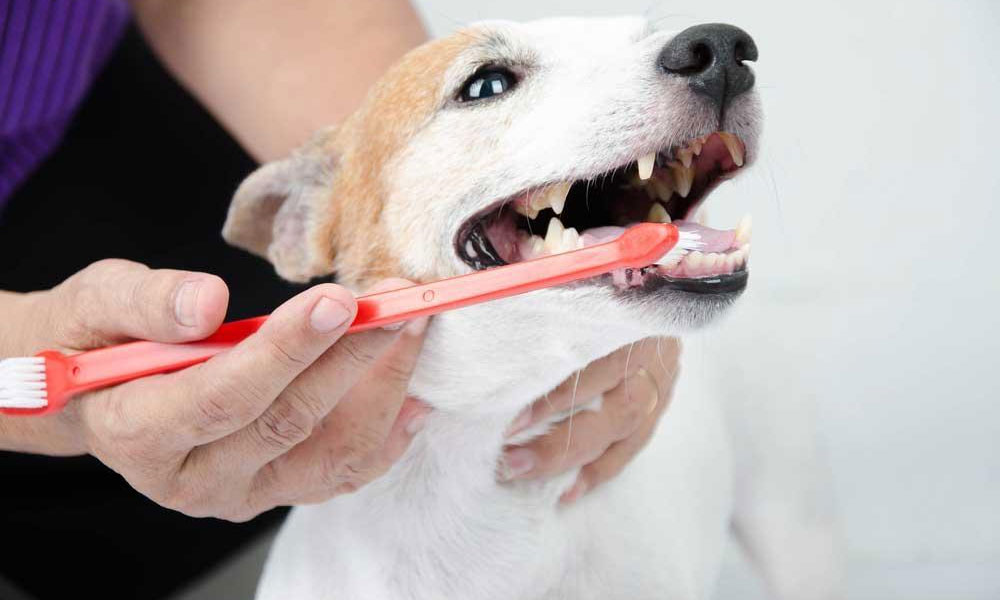 What to Do If Your Dog's Teeth Are Worn Down