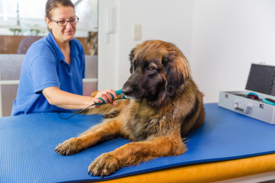 A Typical Day in the Life of a Veterinarian