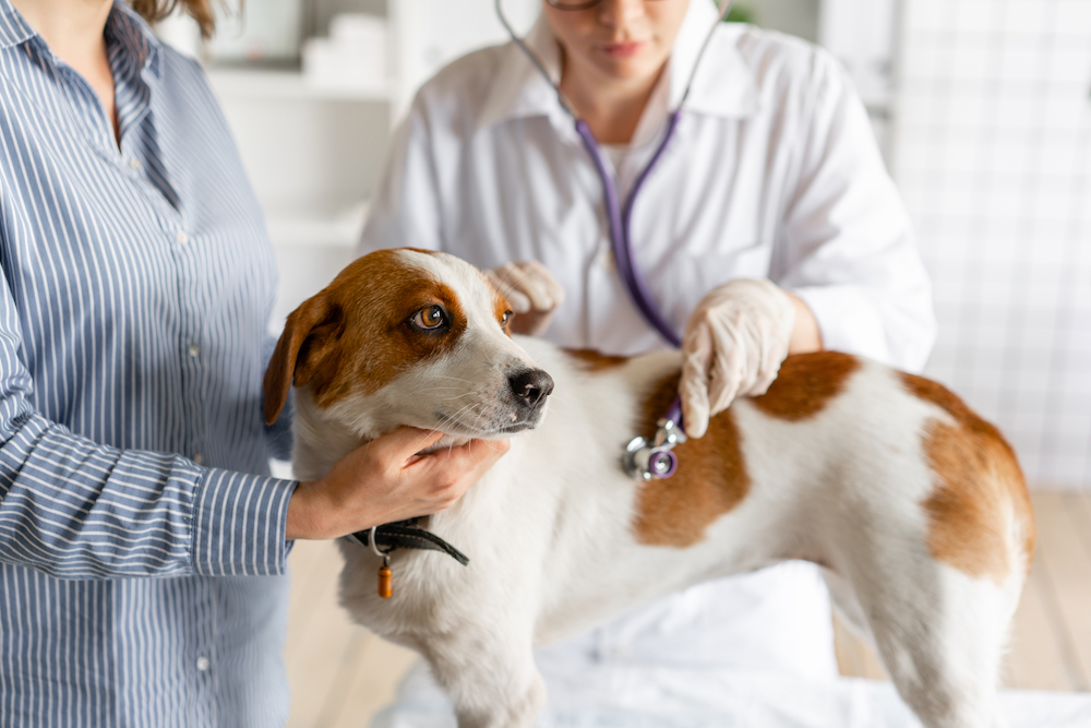 How to Prepare for a Veterinary Exam for Your Dog