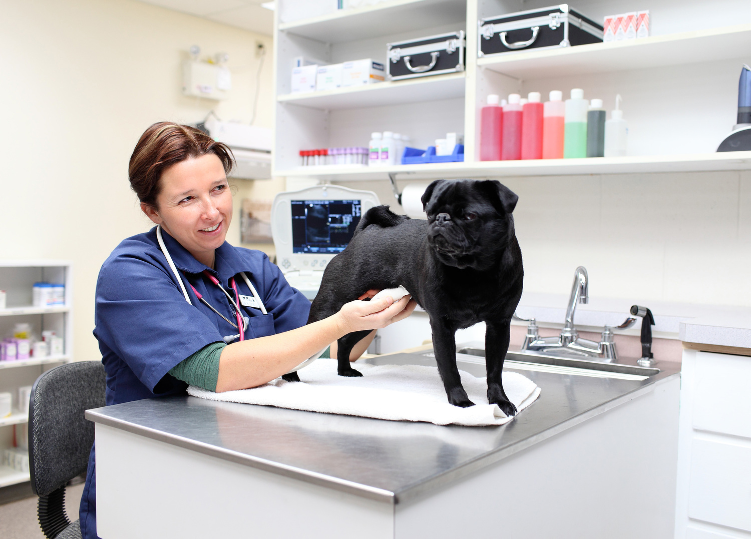 A Typical Day in the Life of a Veterinarian