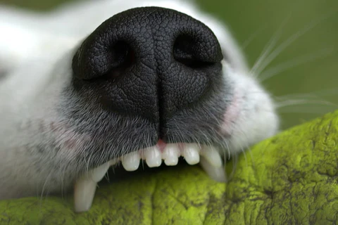 What to Do If Your Dog's Teeth Are Worn Down