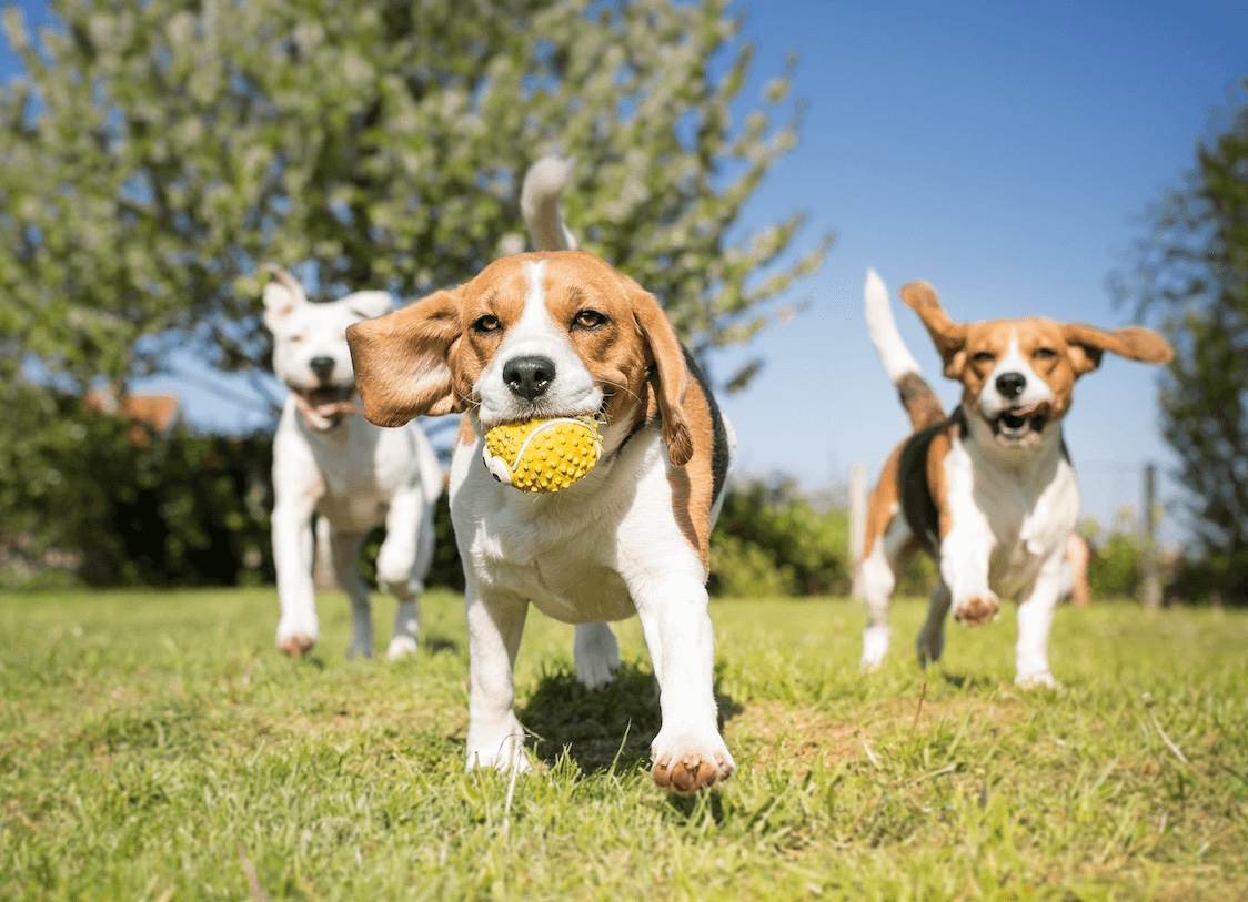 Fetch Games That Keep High-Energy Beagles Busy