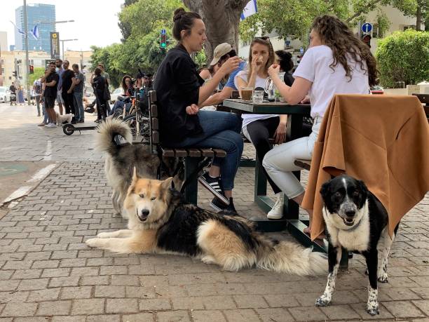 Socialising Your Dog in Busy Outdoor Cafés