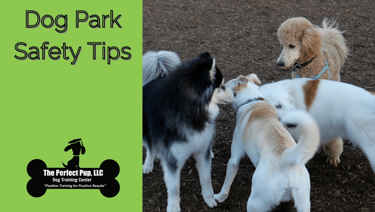 Dog Park Safety Tips Every Owner Should Know