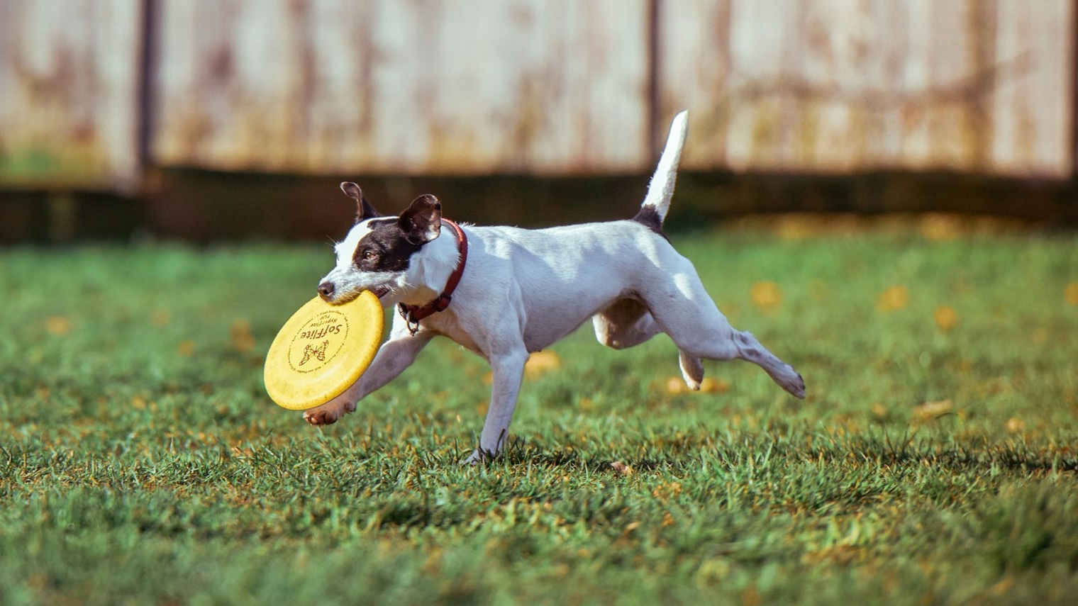 Frisbee Training Basics for Athletic Dogs