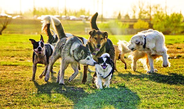 Off-Leash Etiquette: How Dogs Greet a New Group