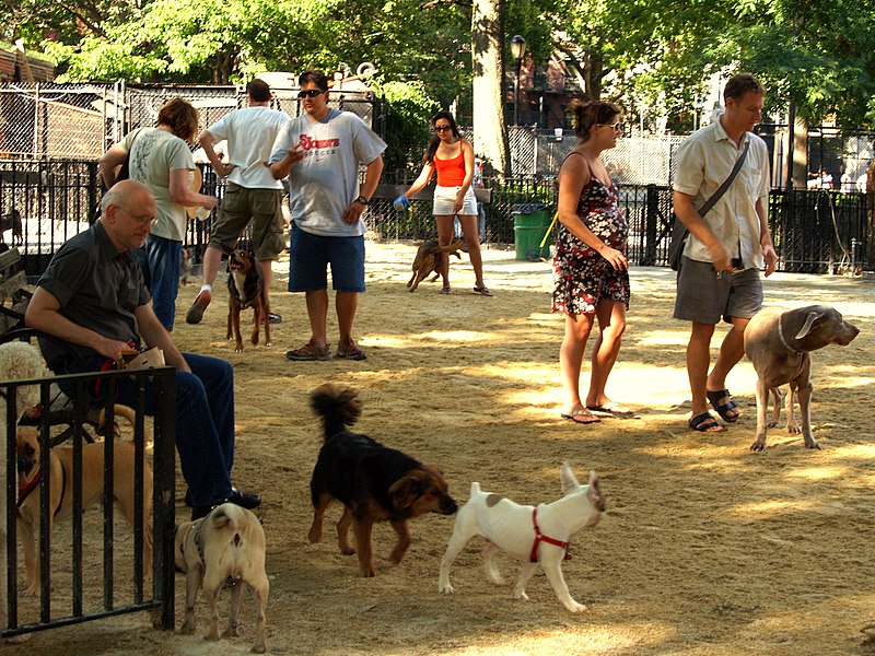 Case Report: Grass Seed Injuries After a Park Visit