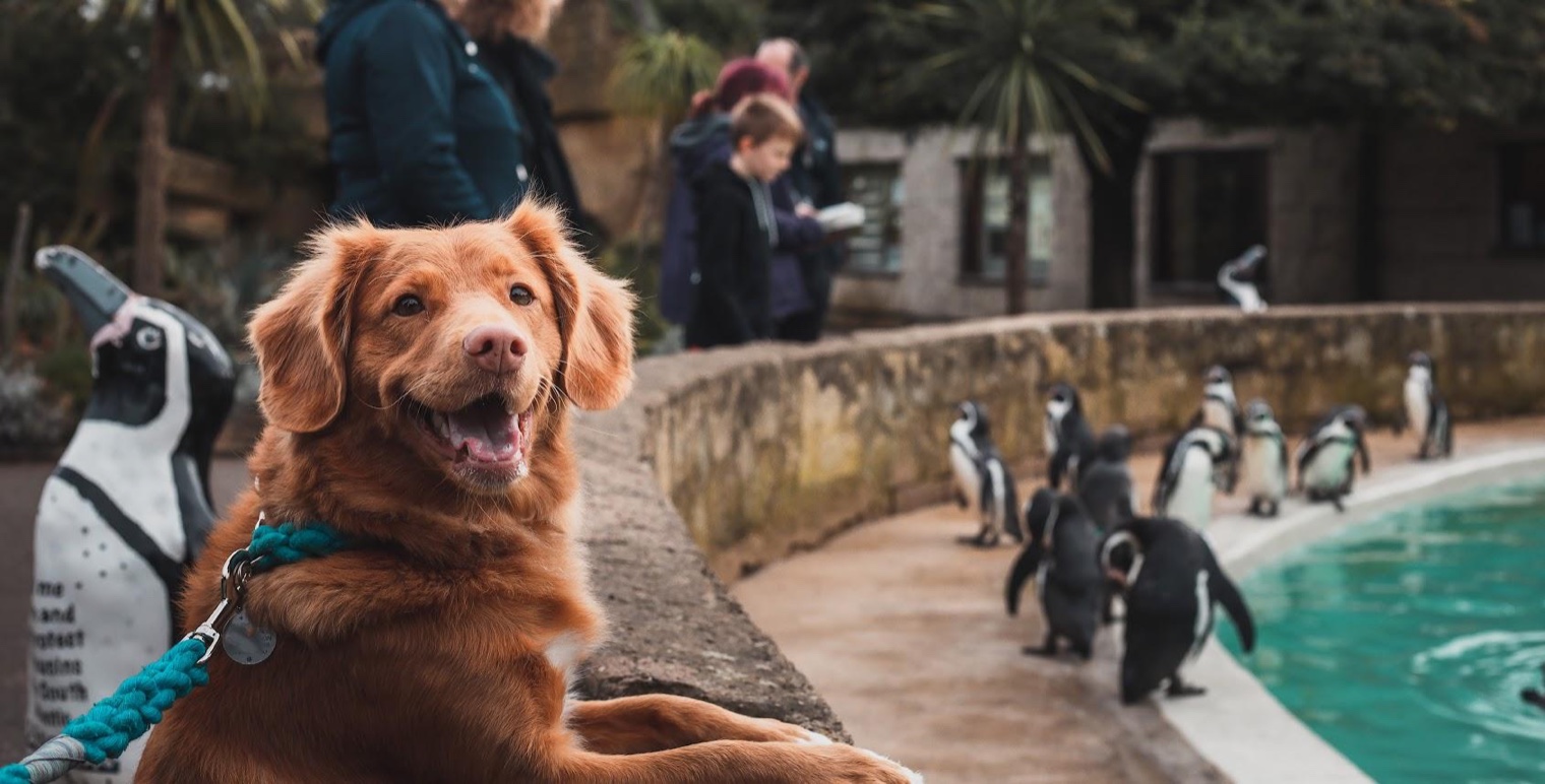 Introducing Your Dog to Water: A Calm First Swim