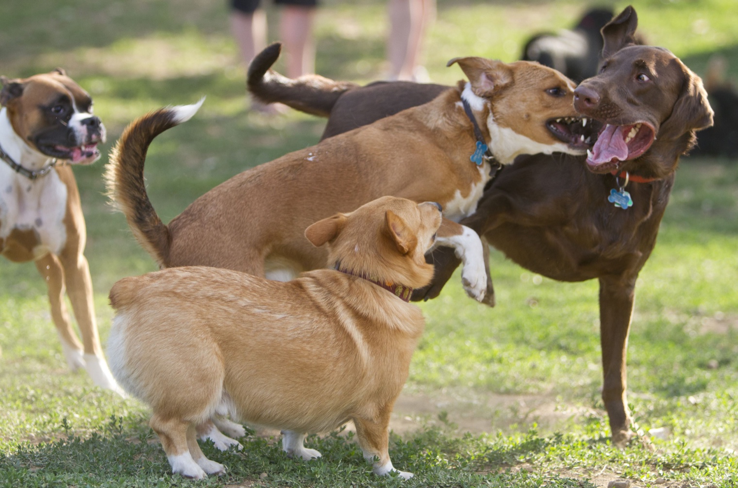 Case Report: Treating Bite Wounds After Rough Play