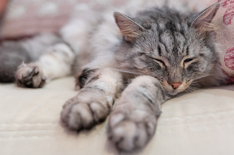 Why more clinics are adopting fear-free handling for anxious cats