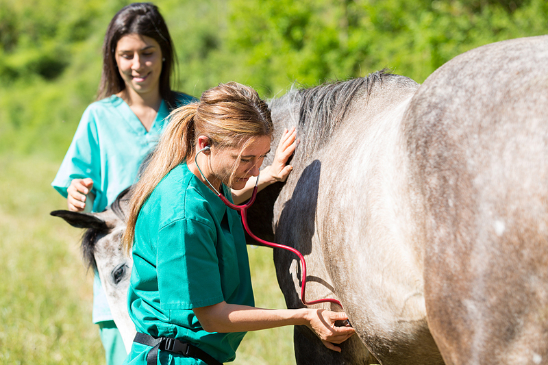 Spotting colic early in horses