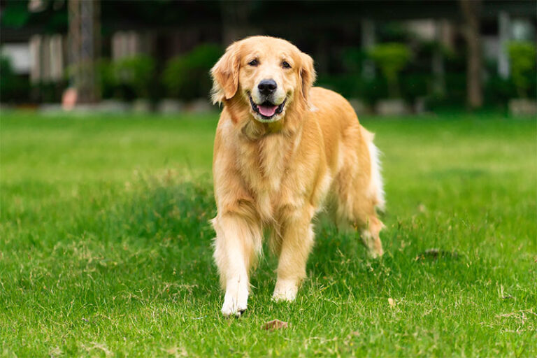 How to spot early signs of heatstroke in dogs during summer walks